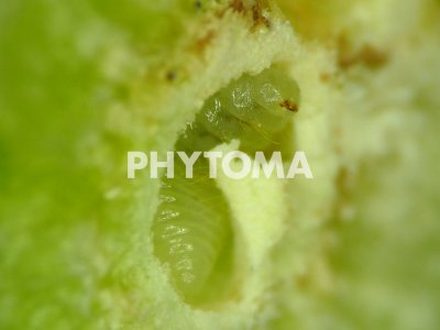 Dryocosmus kuriphilus